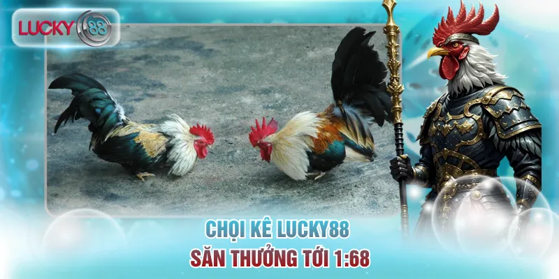 Trang Chủ 18 Chọi kê Lucky88 săn thưởng tới 1:68