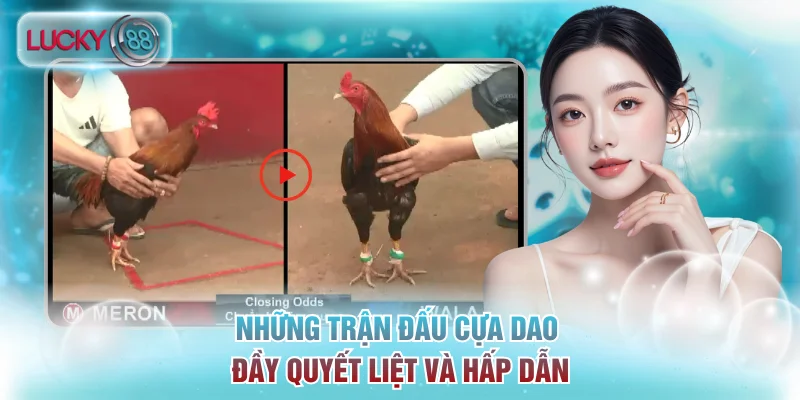 Đá Gà Lucky88 Live Cực Kỳ Kịch Tính Và Cược Chất Lượng 3 Những trận đấu cựa dao đầy quyết liệt và hấp dẫn
